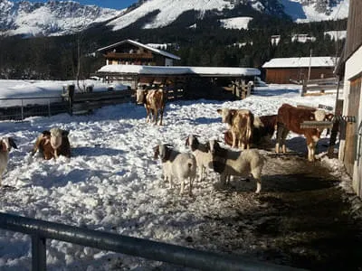 Bio-Bauernhof Bild 19